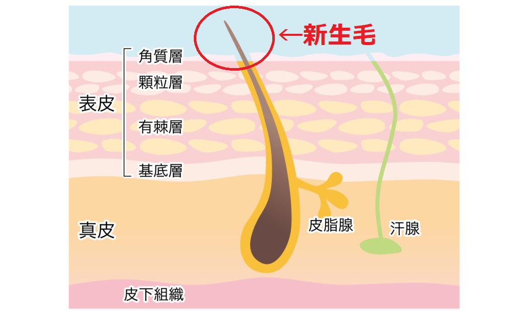 発毛に重要な新生毛とは 産毛との違いもご紹介 ゼウス発毛 名古屋の格安発毛サロン 500円で育毛